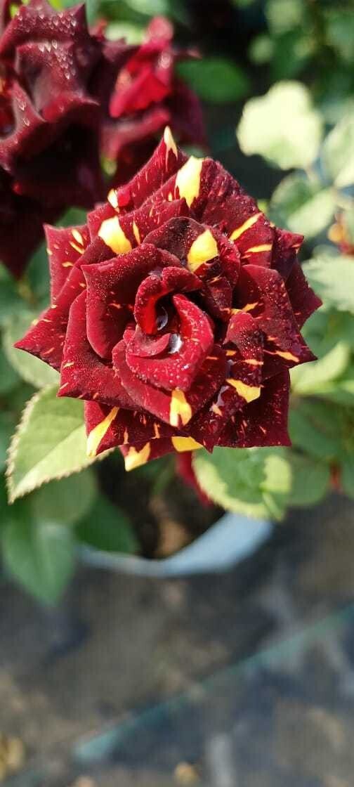 Seeds Rose Plant /Hybride Rose/ Abra Dabra Rose Plant