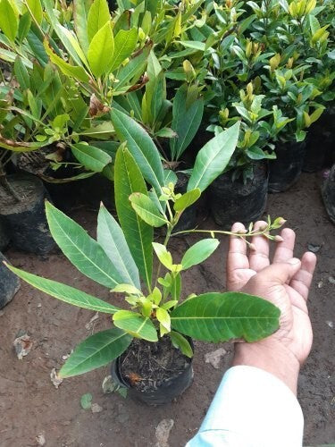 Seeds Rudraksh Live Plant