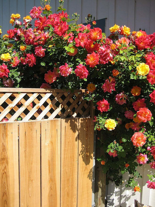 Seeds Rare Joseph'S Coat Climbing Rose Plant Perinnial Multicolor Rose 1 Healthy Live Plant