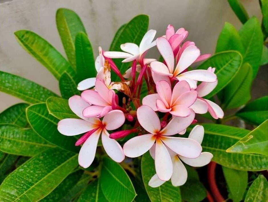 Seeds Pink Plumeria Flowers Plant.