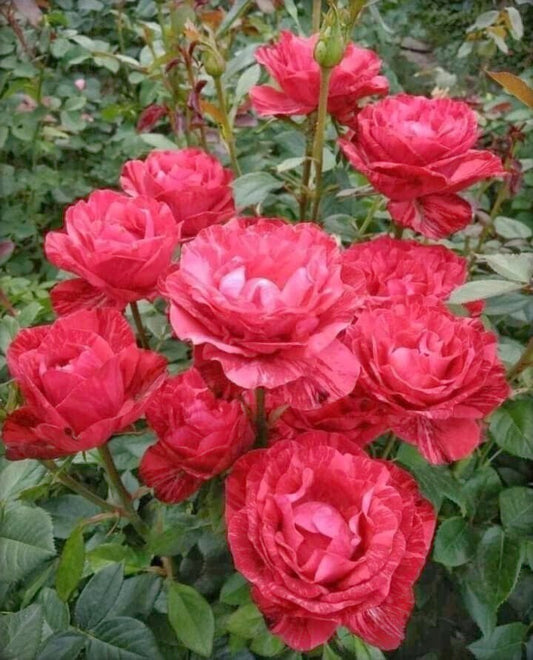 Seeds Rose Flower Plant