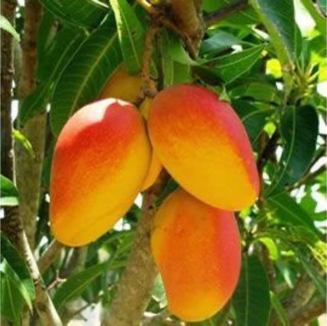Seeds Mango Japanese Variety