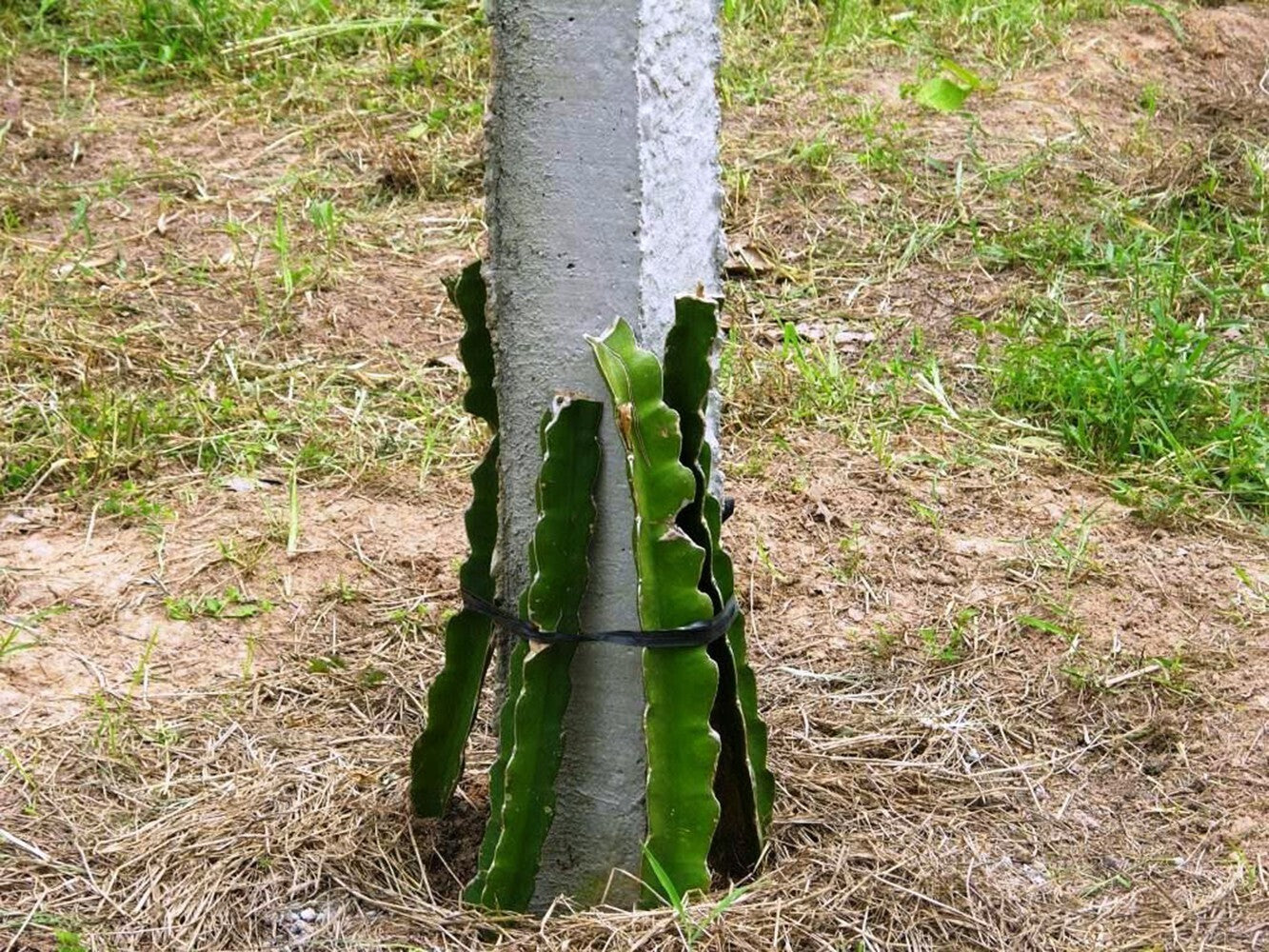 Seeds Dragon Fruit Tree