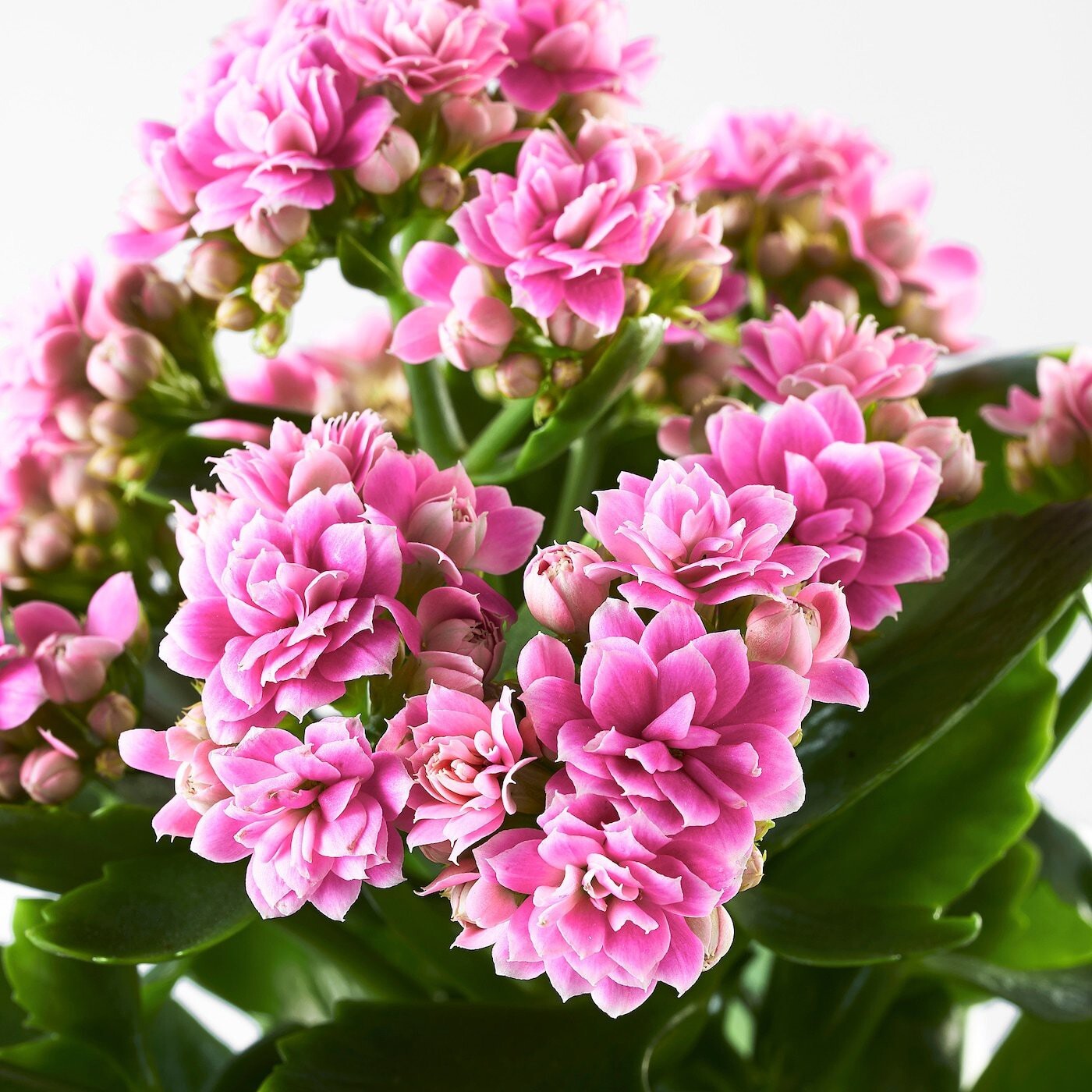 Seeds Kalanchoe Fl)Ower Plants (Pink)