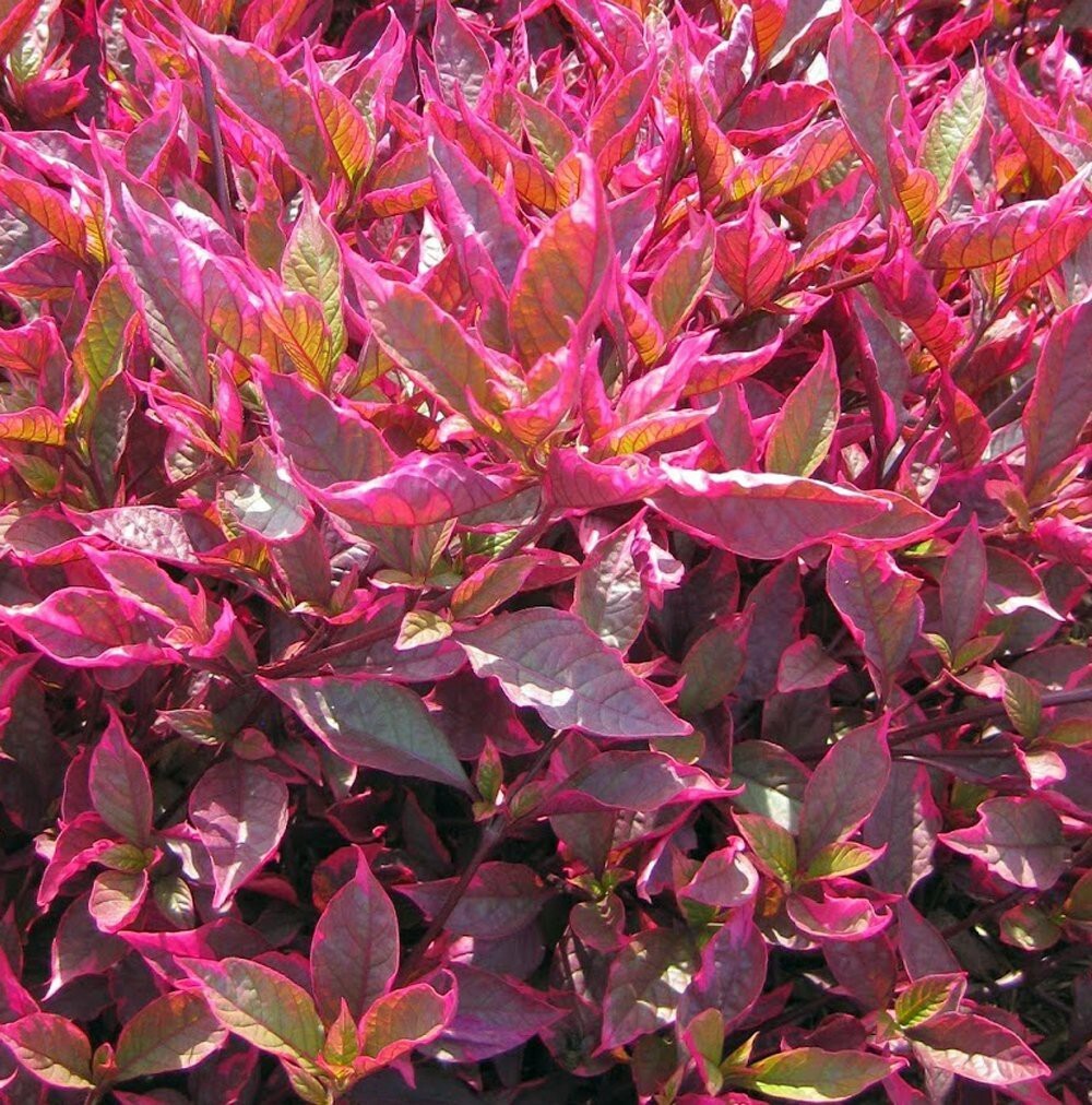 Seeds Brazilian Red Hots Alternanthera Plant