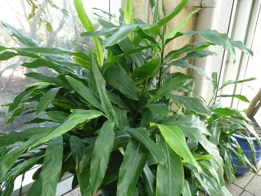 Seeds Elaichi Plant /Cardamom