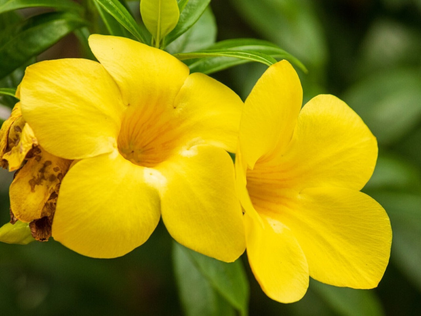 Seeds Allamanda Flower Plant