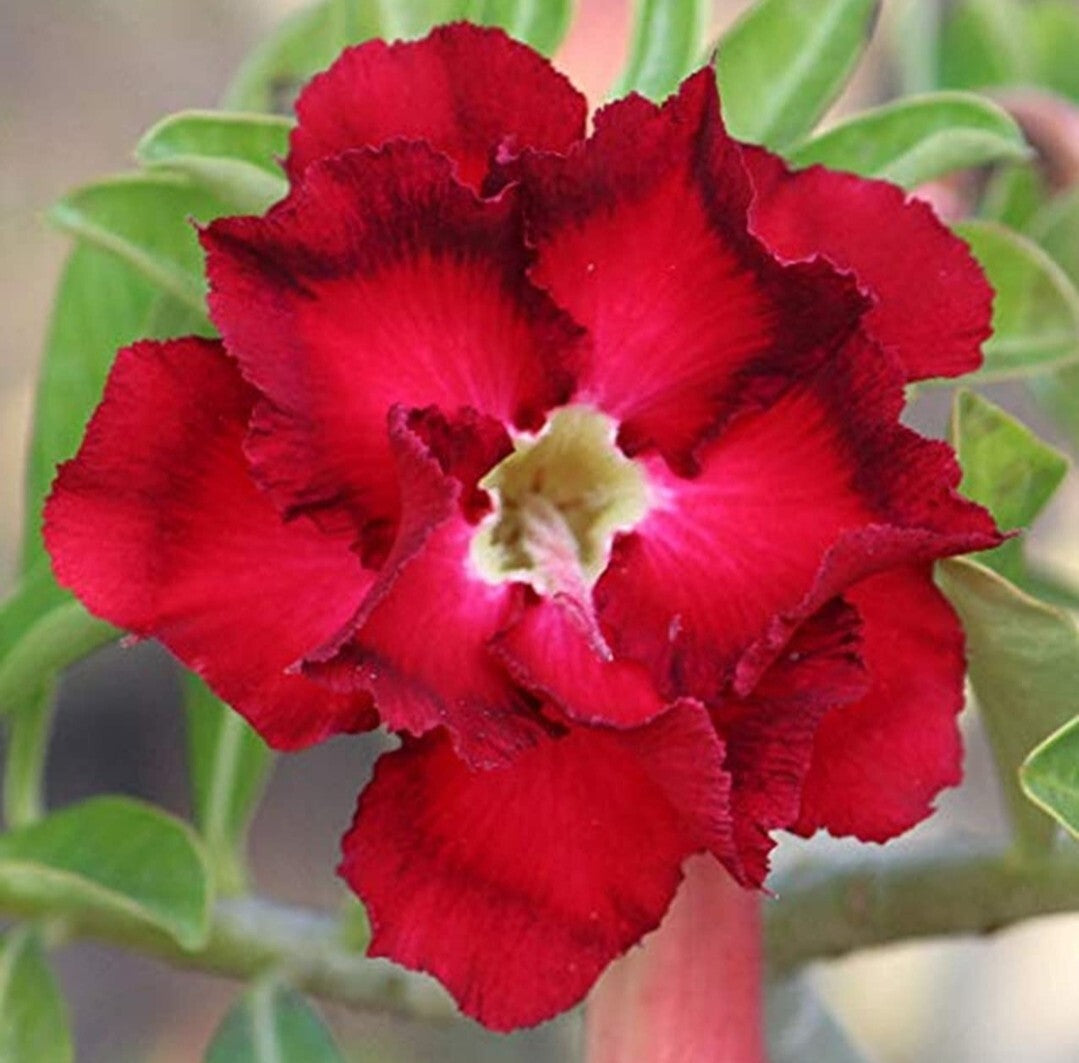 Seeds Creative Farmer Live Plant Bonsai