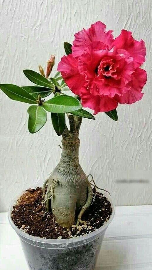 Seeds Adenium Plant