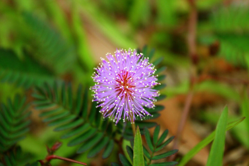 Seeds Shy Plant, Lajjabati, Chu Mui, Toch Me Not Plant