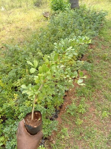 Seeds Thai Wood Apple Live Plant- Popular Among Indian/Bengali Street Food