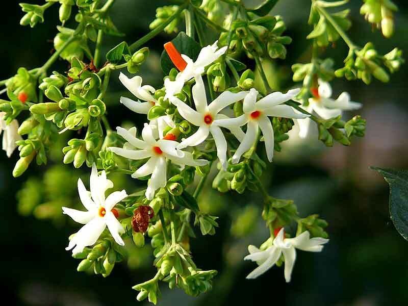 Seeds Raat Ki Rani / Night-Blooming / Jasmine Beautiful Flower Live Plant