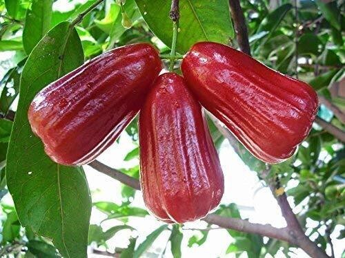 Seeds Red Malay Variety Wax Apple Water Apple Java Apple Fruit (Air Layered/Grafted) Live Plants & Tree(1-1.5 Ft Size)