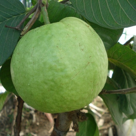 Seeds Live Seedless Guava Plant Plant