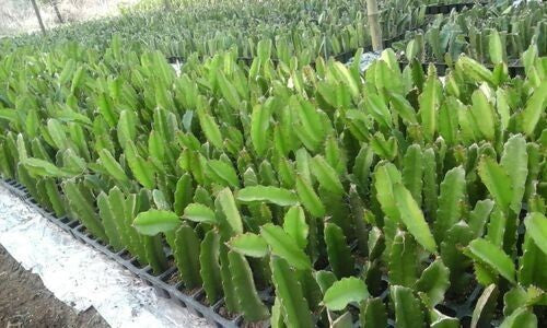 Seeds Dragon Fruit Live Plant 6 To 9 Inches Height Red