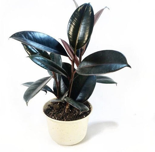 Seeds Live Rubber Plant