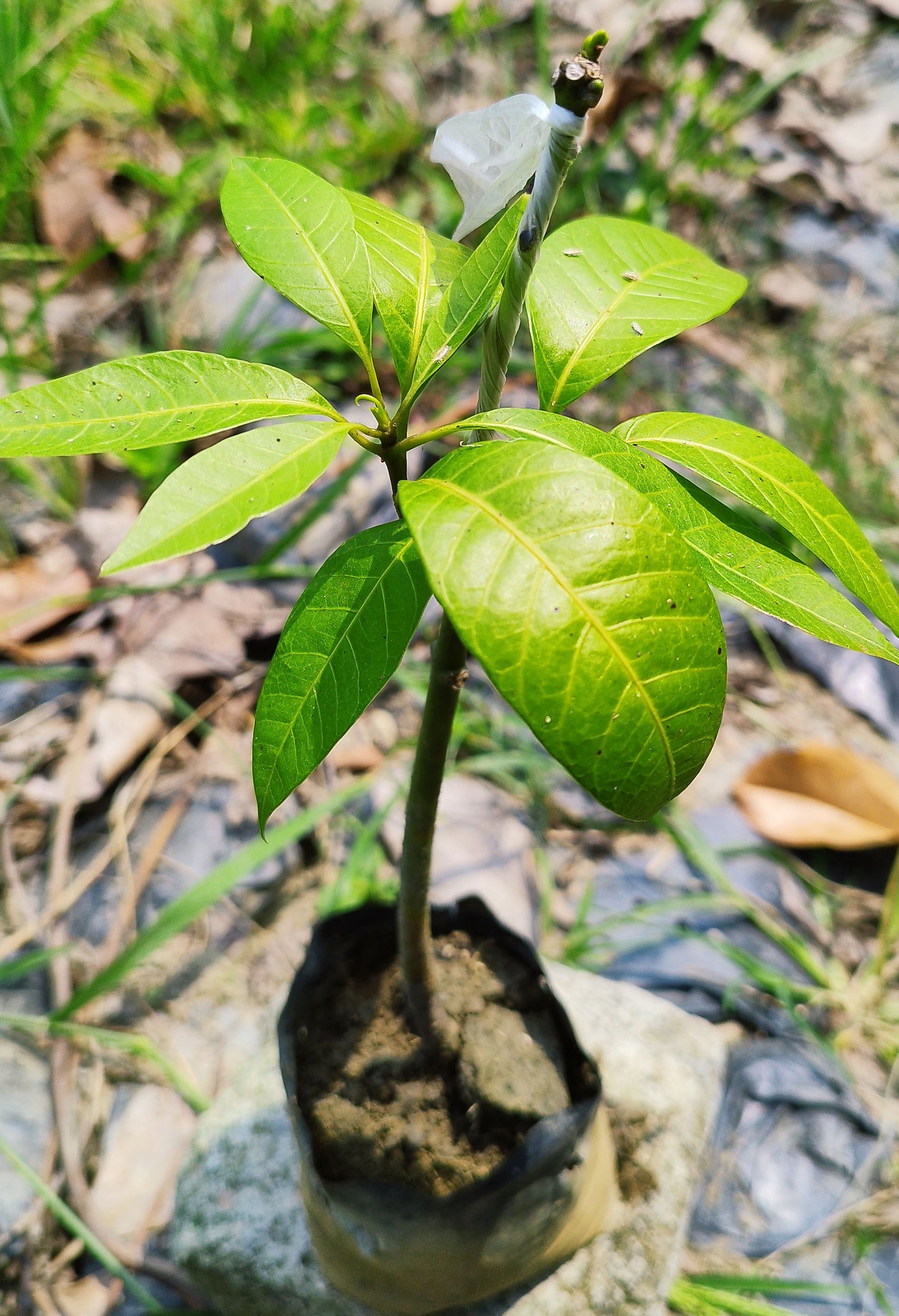 Seeds All Time Grafted Mango Plant
