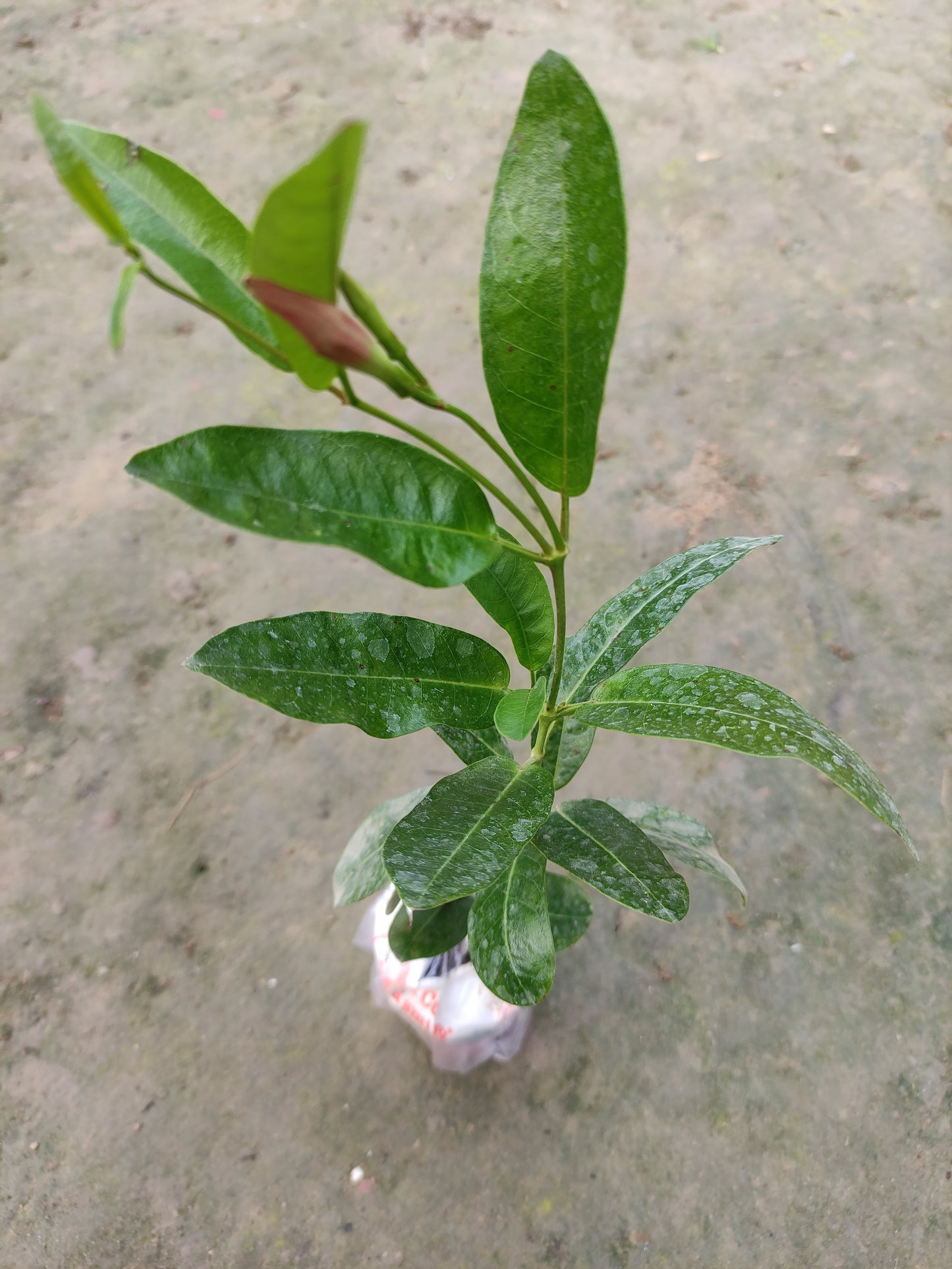 Seeds Mandevilla Red Flowers Plant.