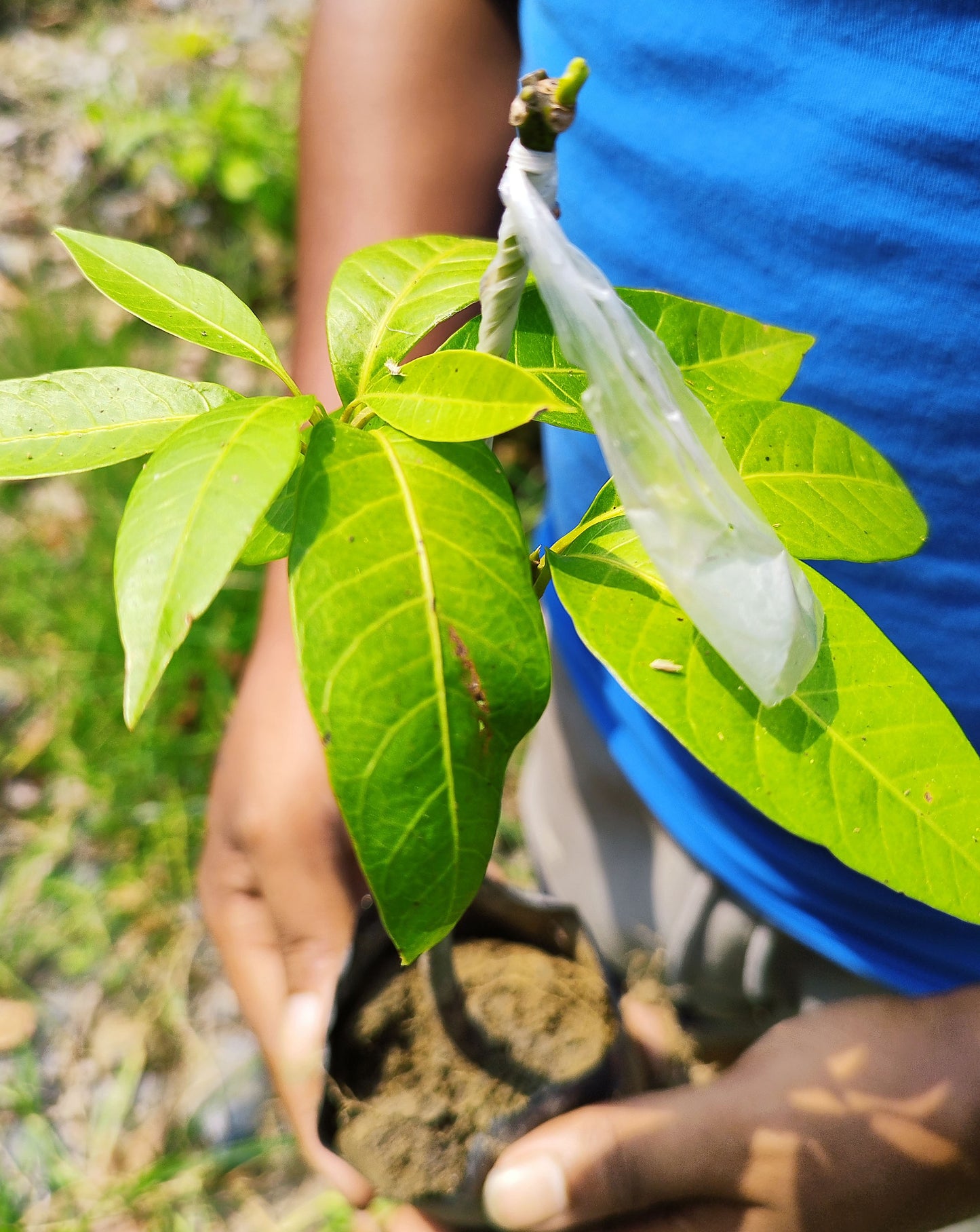 Seeds Mango Japanese Variety