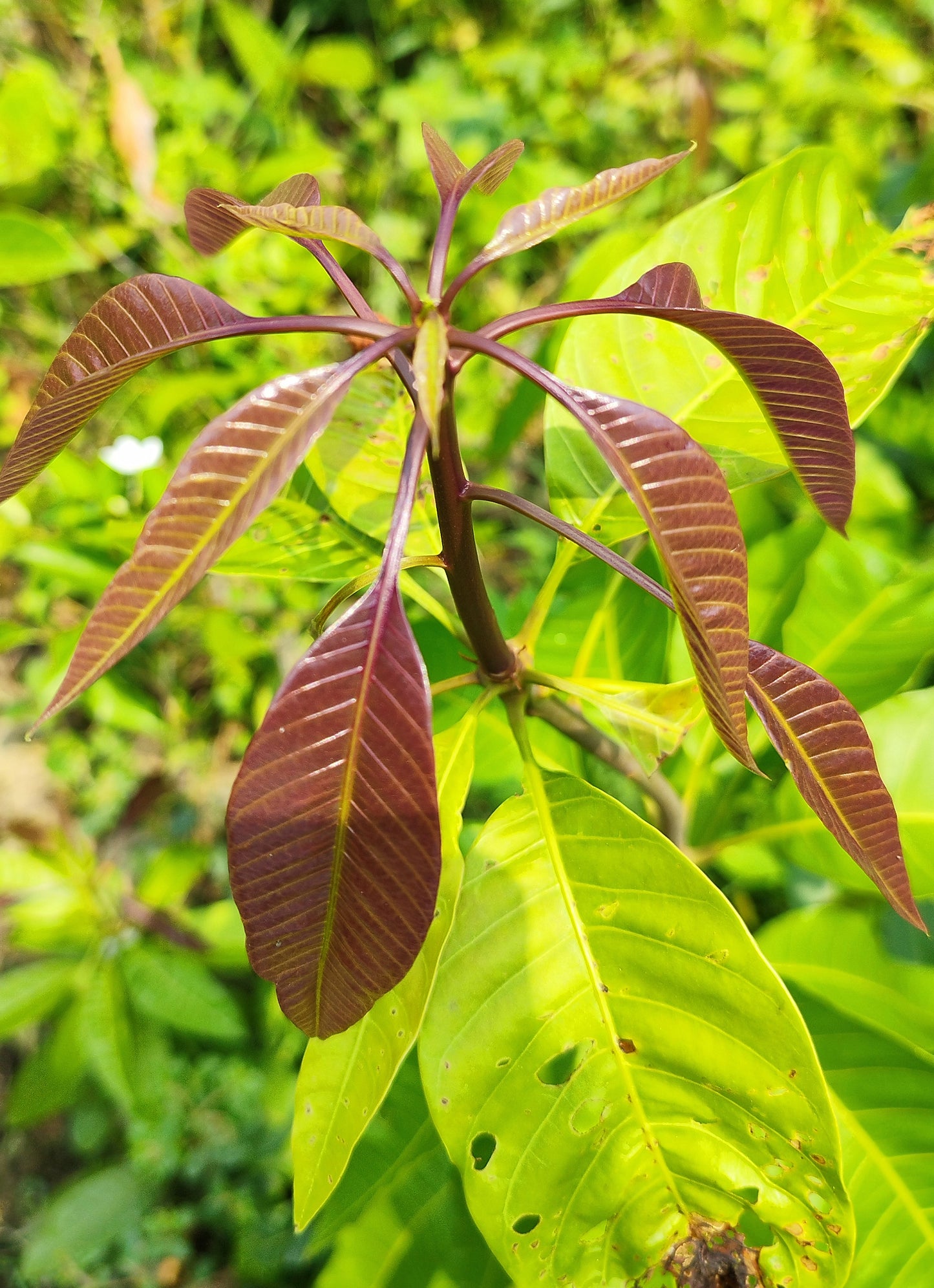 Seeds G.I Tagged Himsagar Mango Plant