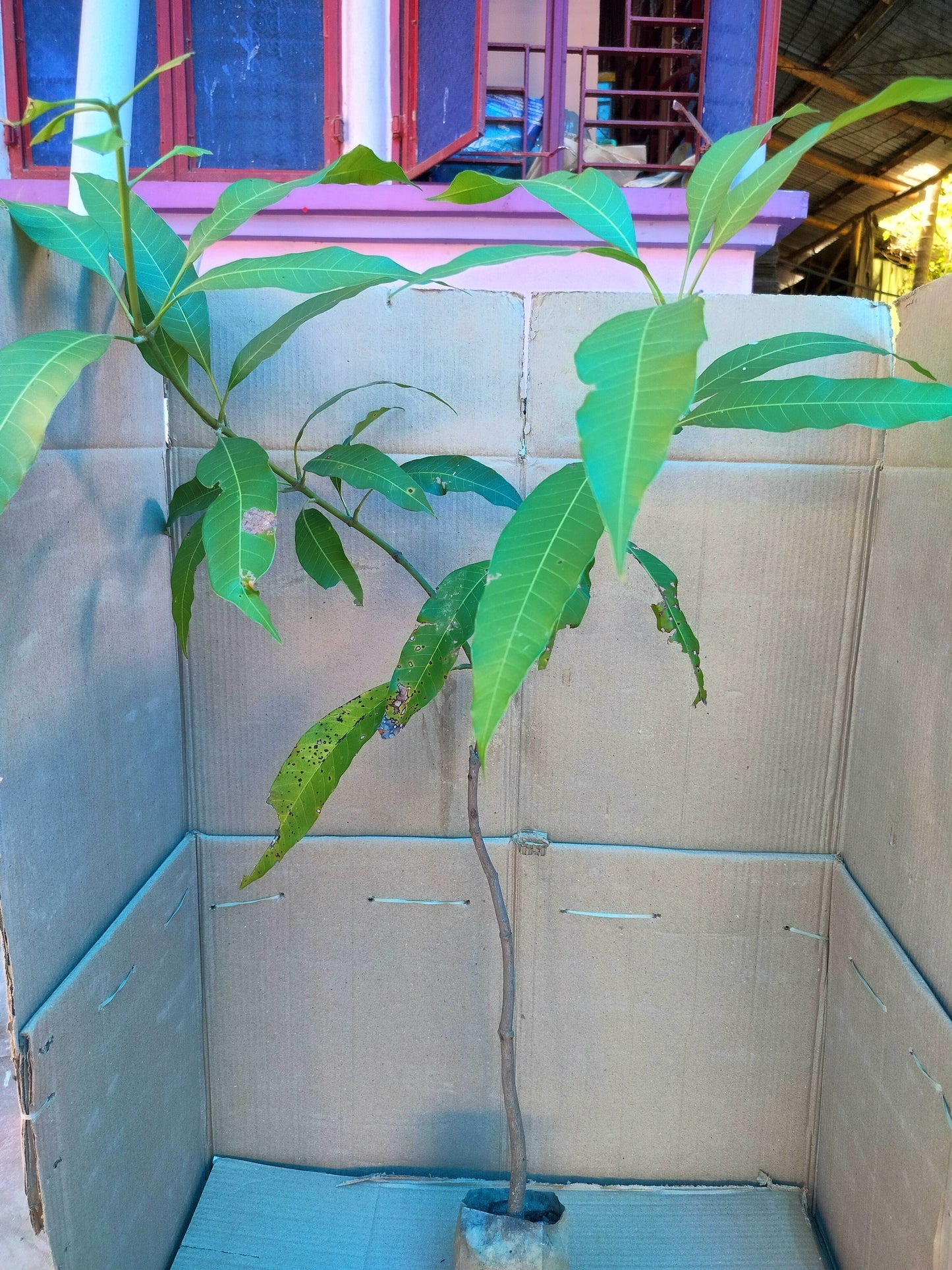 Seeds Bonsai Suitable Green Mango Tree Grafted All Season Delicious Mango Fruit Tree