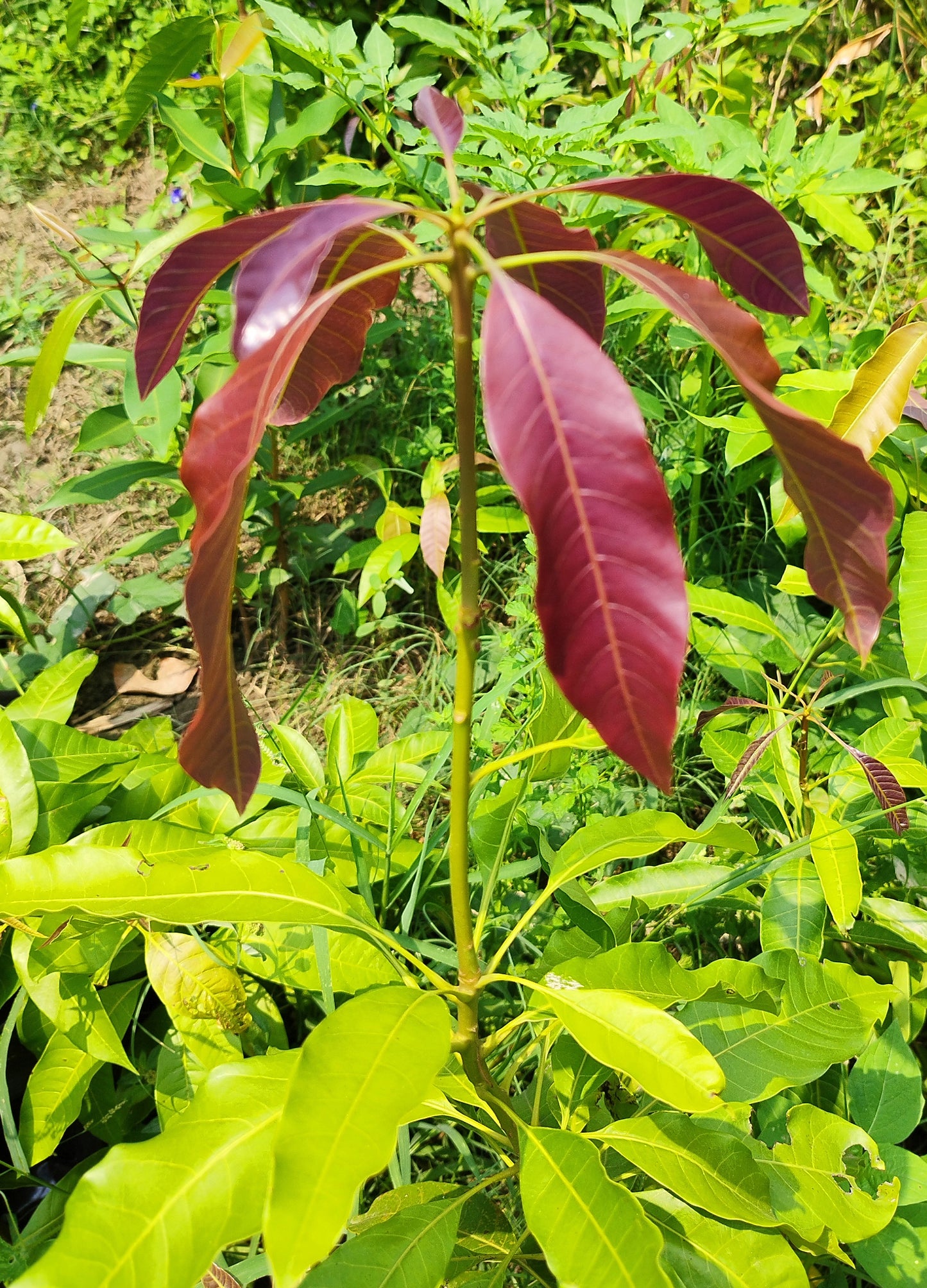 Seeds Alphonso Langda Chousa